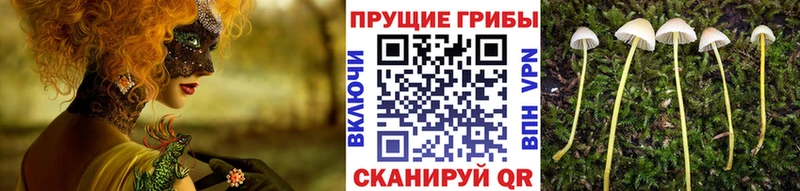 Купить где  Свободный  Галлюциногенные грибы Psilocybine cubensis 